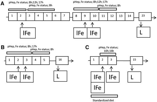 Figure 1. Study design for studies 1-3. (A) Study 1 (n = 25), fasting subjects received 40, 80, 160, and 240 mg Fe at 8:00 am and were randomly allocated to start the study either with single or with consecutive day doses (crossover design). Subjects acted as their own controls. Hepcidin and iron status was assessed at 8:00 am,12:00 pm, and 5:00 pm (days 1-2) and at 8:00 am on days 3, 4, and 5 (single dose schedule) or at 8:00 am,12:00 pm, and 5:00 pm (days 1-3) and 8:00 am on days 4 and 5 (consecutive dose schedule). (B) Study 2 (n = 16) foresaw only 1 week of supplementation and only 2 consecutive 60-mg Fe doses. (C) Study design of study 3 (n = 13) where bi-daily supplementation was tested: the diet of the subjects was controlled between subjects to maintain at least 3 hours of fasting between iron dosages, which were given at 10 hours and at 16 hours after a standardized breakfast and lunch, respectively. A full description and more detailed representation of the study design are available as online supplemental material. Numbers refer to consecutive study days. LFe, labeled iron supplement administration; L, determination of isotopic composition (iron absorption).