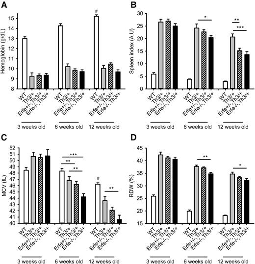 Figure 7. Hemoglobin, spleen index, mean corpuscular volume, and reticulocytes distribution width in WT and thalassemic mice from 3 to 12 weeks of age. Hemoglobin concentration (A) was low in Th3/+ mice and unchanged by manipulation of Erfe. Erfe−/−, Th3/+ had reduced spleen index compared with Th3/+ mice at 6 and 12 weeks of age (B). Erfe+/−, Th3/+ mice also had slightly lower spleen index than Th3/+ mice at the age of 12 weeks. MCV (C) and RDW (D) were significantly reduced in Erfe−/−, Th3/+ mice compared with Th3/+ mice at the age of 6 and 12 weeks. No difference was observed at 3 weeks of age. Data shown are means ± SEM and were compared for each age between Erfe−/−, Th3/+ or Erfe+/−, Th3/+ mice and Th3/+ mice (n = 9-36 per group) by 2-tailed Student t-test. ***P < .001, **P < .01, *P < .05. For comparison, hemoglobin and spleen index were respectively higher and lower in WT mice compared with all the thalassemic mice (#P < .001). MCV was higher at the age of 12 weeks, and RDW was lower at all ages in WT compared with all the thalassemic mice (#P < .001). Note that the data in A and C for 6-week-old WT, Th3/+, and Erfe−/−, Th3/+ mice were previously shown in Figure 15B and 15C, respectively, of Kautz et al.12