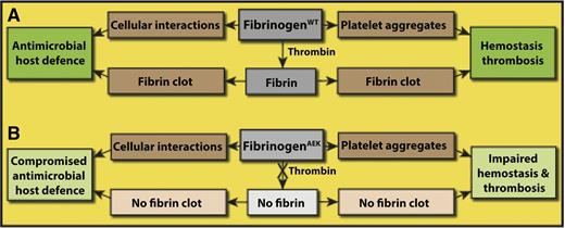 Role of fibrinogen vs fibrin in antimicrobial host defense and hemostasis/thrombosis. (A) Fibrinogen is involved in hemostasis/thrombosis because it is necessary for platelet aggregation. Similarly, fibrinogen binds specifically to some cells, such as neutrophils and some bacteria, as part of antimicrobial host defense and may have other roles as well. Thrombin cleaves the fibrinopeptides of fibrinogen converting it to fibrin, which aggregates to form a clot. Fibrin clots are a necessary part of hemostasis/thrombosis, but a potential role of fibrin polymer in antimicrobial host defense has not been so clearly demonstrated prior to this paper. (B) In FibAEK mice, fibrinopeptide A cannot be cleaved, so no fibrin clot is formed. These mice show impaired hemostasis and thrombosis and compromised antimicrobial host defense. Hemorrhage is more common, and there is delayed or incomplete vessel occlusion. Survival of FibAEK mice was less than that of wild-type mice but better than fibrinogen knockout mice, and no females survived pregnancy. These mice show severely limited intraperitoneal clearance of S aureus, but increased peritonitis survival compared with afibrinogenemic mice.