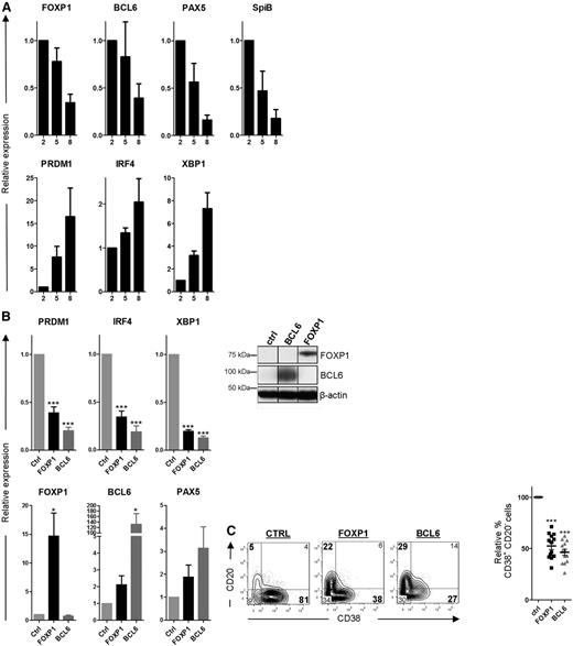 Figure 4. FOXP1 inhibits PC differentiation of primary human MBCs. (A) CD19+CD27+ MBCs were sorted from human peripheral blood and cultured under conditions that promote PC differentiation. Gene expression levels of FOXP1, BCL6, PAX5, SPIB, PRDM1, IRF4, and XBP1 were analyzed by qRT-PCR in samples of cells that were cultured for 2, 5, or 8 days after sorting. Expression levels were normalized to levels in cells that were cultured for 2 days. Means ± SEM of 3 independent experiments are shown. (B) CD19+CD27+ MBCs were sorted from human peripheral blood and transduced with FOXP1-IRES-YFP, BCL6-IRES-GFP, or control empty vector and cultured under conditions that promote PC differentiation. Six days after transduction, yellow fluorescence protein (YFP)- or green fluorescence protein (GFP)-positive cells of cultures transduced with FOXP1, BCL6, or control vector were sorted (left). Gene expression levels of PRDM1, IRF4, XBP1, FOXP1, BCL6, and PAX5 were analyzed by qRT-PCR. Expression levels in FOXP1- and BCL6-transduced cells were normalized to β-actin and then to expression levels in control-transduced cells. Means ± SEM of 5 independent experiments are shown (right). Representative example of FOXP1 and BCL6 overexpression in primary YFP+ or GFP+ B cells as determined by immunoblotting. β-actin was used as loading control. (C) Six days after transduction, YFP- or GFP-positive cells were analyzed for CD20 and CD38 surface expression by flow cytometry. Representative density plots of 1 out of 13 independent experiments are shown (left). Percentages of CD38+CD20− cells in FOXP1- and BCL6-transduced cultures were normalized to control cultures. Means ± SD values of 13 independent experiments are shown (right).