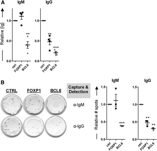 Figure 5. FOXP1 overexpression specifically inhibits formation of IgG- but not IgM-secreting PCs. (A-B) CD19+CD27+ MBCs were sorted from human peripheral blood and transduced with FOXP1-IRES-YFP, BCL6-IRES-GFP, or control empty vector and cultured under conditions that promote PC differentiation. Six days after transduction, YFP- or GFP-positive cells of cultures transduced with FOXP1, BCL6, or control vector were sorted. (A) Equal numbers of sorted cells (50 000) were cultured with IL-21 and IL-2 for an additional 24 hours. Thereafter, the supernatants were collected, and IgM and IgG protein levels were analyzed by ELISA. Levels were normalized to levels in control-transduced cells. Means ± SD of at least 4 independent experiments are shown. (B) Equal numbers of sorted cells were plated onto membranes in serial dilutions and cultured with IL-21 and IL-2 for an additional 18 hours, after which numbers of IgM- or IgG-secreting cells were determined by ELISPOT. Spot numbers were normalized to numbers in stimulated, control-transduced cells. Means ± SD of 3 independent experiments are shown (1 sample t test, *P < .05; **P < .01; ***P < .001).
