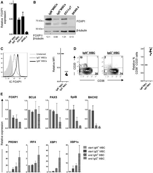 Figure 6. IgG+ MBCs display reduced expression of FOXP1 and an enhanced propensity to differentiate as compared with IgM+ MBCs. (A-B) IgM+ (IgG−IgA−) and IgG+ (IgM−IgA−) MBCs were sorted from human peripheral blood and cultured for 2 days after which FOXP1 gene expression levels in these cells, and in OCI-Ly7 and SKW6.4 cells, were compared by qRT-PCR (A) or by immunoblotting (B). (A) Expression levels are normalized to hypoxanthine guanine phosphoribosyl transferase (HPRT) and then to levels in IgM+ MBCs. Means ± SEM of 3 independent experiments are shown. (B) FOXP1 protein expression levels were determined by immunoblotting. β-tubulin levels were determined as loading control. FOXP1 and β-tubulin levels were quantified using Image Studio Lite software, and the ratio of FOXP1 over β-tubulin expression was determined for each lane. A representative blot of 2 independent experiments is shown. (C) PBMCs were isolated from human peripheral blood and stained for surface expression of CD19, CD27, IgM, and IgG, as well as intracellular expression of FOXP1. Intracellular FOXP1 expression in CD19+CD27+IgM+ MBCs and CD19+CD27+IgG+ MBCs was analyzed by flow cytometry. A histogram representative of 4 independent experiments (left), and the mean relative mean fluorescence intensity (MFI) (geometric mean) values ± SD of the IgM+ and IgG+ MBCs (n = 4; right) are shown. MFI values were normalized to values in IgM+ MBCs (1 sample t test, ***P < .001). A specificity control for the intracellular FOXP1 staining is shown in supplemental Figure 2B. (D-E) The sorted cells were cultured under conditions that promote PC differentiation. (D) Eight days after sorting, cells were analyzed for CD20 and CD38 surface expression by flow cytometry. Representative density plots of 1 out of 3 independent experiments are shown (left). Percentages of CD38+ cells were normalized to IgM+ MBCs. Means ± SD values of 3 independent experiments are shown (right). Levels were normalized to levels in IgM+ MBCs (1 sample t test, ***P < .001). (E) Gene expression levels of FOXP1, BCL6, PAX5 SPIB, BACH2, PRDM1, IRF4, and XBP1 were analyzed by qRT-PCR at the start (2 days after sorting) and end (8 days after sorting) of the PC differentiation assay. Expression levels were normalized to expression levels in IgM+ MBCs that had been cultured for 2 days. Means ± SEM of 2 independent experiments performed in triplicate are shown.