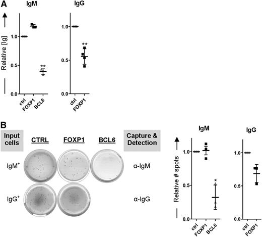 Figure 7. FOXP1 overexpression inhibits differentiation of IgG+ MBCs but cannot further repress differentiation of IgM+ MBCs. IgM+ (IgG−IgA−) and IgG+ (IgM−IgA−) MBCs were sorted from human peripheral blood and transduced with FOXP1-IRES-YFP, BCL6-IRES-GFP (except for IgG+ MBCs), or control empty vector and cultured under conditions that promote PC differentiation. (A) Equal numbers of sorted cells (50 000) were cultured with IL-21 and IL-2 for an additional 24 hours. Thereafter, the supernatants were collected, and IgM and IgG protein levels were analyzed by ELISA. Levels were normalized to levels in control-transduced cells. Means ± SD of 3 independent experiments are shown. (B) Equal numbers of sorted cells were plated onto membranes in serial dilutions and cultured with IL-21 and IL-2 for an additional 18 hours, after which numbers of IgM- or IgG-secreting cells were determined by ELISPOT. Spot numbers were normalized to numbers in stimulated, control-transduced cells. Means ± SD of 3 independent experiments are shown (1 sample t test, *P < .05; **P < .01; ***P < .001).
