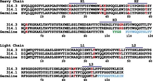 Figure 1. Alignment of 314.1 and 314.3 V domains and corresponding germline sequences. Residues that differ between 314.1 and 314.3 are in red. Segments derived from the D and J regions are colored in green and cyan, respectively.