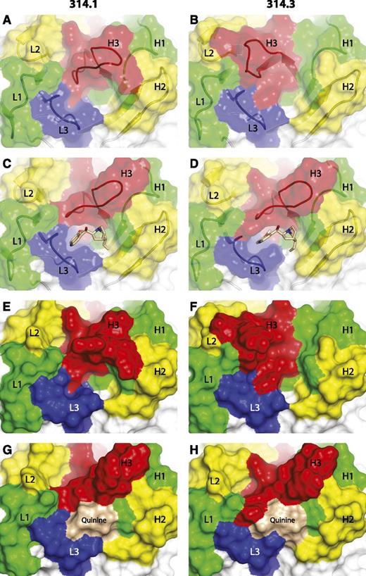 Figure 2. Crystal structures of Fabs 314.1 and 314.3 and their complexes with quinine. View of the antigen-binding site of Fab 314.1 and its quinine complex (A,C,E,G) and Fab 314.3 and its quinine complex (B,D,F,H) in identical orientations. Quinine is shown in stick with carbon atoms wheat, oxygens red, and nitrogens blue (C,D) or as a wheat surface (G,H). CDR loops are colored red (H3), blue (L3), yellow (H2 and L2), and green (H1 and L1). The Fab solvent-accessible surface is transparent in panels A-D, revealing CDR loops and framework (white) shown in cartoon. In panels E-H, the solvent-accessible surfaces include quinine when present and are opaque to better show the marked differences in topography of the surfaces that occur because of both quinine binding and CDR H3 and L3 loop backbone reorientation.