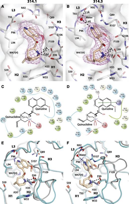Figure 3. Details of quinine binding. Quinine complexes with Fab 314.1 (A) and Fab 314.3 (B). Quinine is shown in thicker stick with wheat carbons; Fab CDR loops and framework are shown in thinner stick with silver carbons. Oxygens are red and nitrogens are blue. Fabs are shown with white transparent surfaces. 2Fo-Fc quinine omit map density is shown as magenta mesh contoured at 3σ. Interactions between quinine and Fab 314.1 (C) and Fab 314.3 (D) shown schematically with Maestro (Schrodinger, New York, NY). Hydrophobic residues are shown in green, hydrophilic residues are cyan, positively charged residues are violet, negatively charged residues are pink, and glycine residues are white. Stripes show backbone contact regions. Arrows show hydrogen bonds. Green line shows π-π stacking. Red-blue line shows a salt bridge. Red curved lines show π-cation interaction. Shadows on atoms in quinine schematize their amount of exposure to solvent. Comparisons for Fab 314.1 (E) and Fab 314.3 (F) with and without quinine. Carbons for the Fabs are shown in silver (no quinine) and in cyan (with quinine).