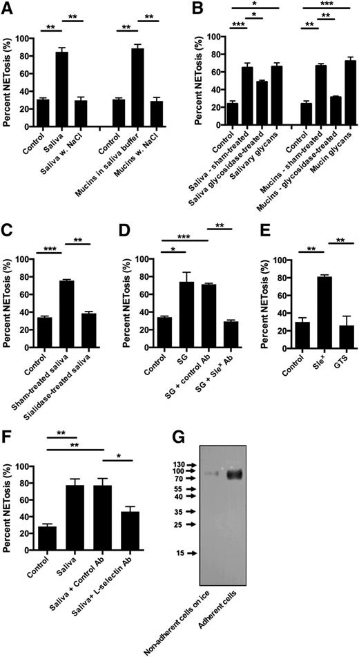 Figure 2. Salival glycans induce NETosis mediated by sialyl LewisX – l-selectin-mediated signaling. Neutrophils were stimulated to NETosis and examined by immunofluorescence microscopy. NET formation was quantified as described in “Materials and methods.” Quantification data are shown from 3 independent experiments, except in the experiments with l-selectin blocking antibodies in which the results represent 4 independent experiments. Representative images are shown in supplementary Figure 2. (A) Neutrophils were stimulated both with saliva and salival mucins in saliva buffer with the ionic composition of saliva or in saliva buffer with adjustment of the NaCl concentration to 140 mM. (B) Saliva and mucins were treated with PGNase F to remove N-linked glycancs. Neutrophils were subsequently stimulated with the PGNase F-treated saliva and mucin after removal of the cleaved-off glycans and with these glycans. Lectin blot for N-linked glycans (supplementary Figure 2) demonstrated that not all N-linked glycans were removed by PGNase F treatment. (C) Before stimulation of neutrophils, saliva was treated with sialidase (neuraminidase). (D) Neutrophils were stimulated with isolated salivary glycans (SG) (removed from by PGNase F treatment) in the presence of sialyl LewisX blocking IgM (KM93) or negative control IgM. The glycans were resuspended in RPMI 1640 before incubation with antibodies. (E) Neutrophils were stimulated with either sialyl LewisX tetrasaccharide (SleX) or glucose tetrasaccharide (GTS). Scale bars, 100 μm. (F) Neutrophils were incubated with blocking antibodies to l-selectin antibodies or control antibodies prior to stimulation with saliva. (G) Western blot of l-selectin in the medium of neutrophils adhering to coverslips or incubated on ice. Columns denote average values and error bars standard deviations. *P < .05; **P < .01; ***P < .01, refer to nominal significance of induction or inhibition of NET formation.