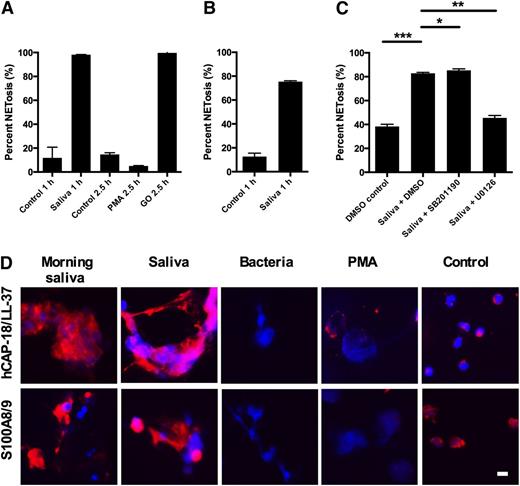 Figure 3. Saliva-induced NETosis is independent on NADPH oxidase or elastase and dependent on the MEK/ERK pathway. NETosis was stimulated in neutrophils and examined by immunofluorescence microscopy. NET formation was quantified as described in “Materials and methods.” Representative images are shown in supplementary Figure 3. (A) Neutrophils from 2 patients with chronic granulomatous disease (CGD) were stimulated with PMA or glucose oxidase (GO) for 2.5 hours or with saliva for 1 hour. Results are shown as the average from the 2 CGD patients. (B) Neutrophils from patient with PLS were stimulated for 1 hour with saliva. Results are shown as the average of 2 independent experiments with neutrophils PLS patient. (C) Neutrophils were preincubated with inhibitors or solvent (DMSO) before stimulation with saliva in the presence of inhibitors. Results are shown from 3 independent experiments. Scale bars, 100 μm. (D) Binding of various proteins to NETs isolated from morning saliva or induced with saliva, bacteria, or PMA. Control depicts nonstimulated neutrophils not undergoing NETosis. Columns denote average values and error bars standard deviations. Scale bars, 10 μm. *P < .05; **P < .01 and refer to nominal significance of inhibition or induction of NET formation.