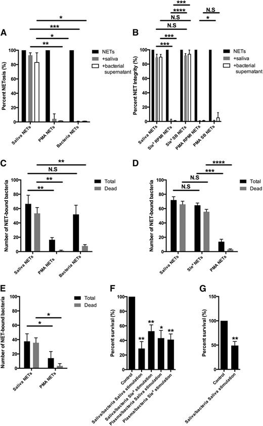 Figure 5. Properties of saliva-induced NETs. (A) NETs were induced with saliva, PMA, or bacteria. Microscopy images were taken to determine the area of NETs. The NETs were subsequently incubated with saliva or supernatant from S. pygogenes (AP1) with DNase activity and the area of NETs after treatment was determined by microscopy. The area of NETs before degradation was set to 100. Results are shown from 3 independent experiments. Representative images are found in supplementary Figure 5. (B) NETs were induced by saliva, sialyl LewisX in RPMI 1640 or saliva buffer (SB), and PMA in RPMI 1640 or SB. NET degradation was subsequently quantitated after treatment with saliva or AP1 supernatant. Results are shown from four independent experiments quantified as in A. (C) NETs were induced by saliva, PMA or bacteria and subsequently incubated with S. aureus. The total amount and amount of dead bacteria were examined by bacterial viability staining. Quantitative data from three independent experiments are presented. Representative images are found in supplementary Figure 5. (D) NETs were induced by saliva, sialyl LewisX and PMA and subsequently incubated with S. aureus. The total amount and amount of dead bacteria were examined by bacterial viability staining. Quantitative data from four independent experiments are presented. (E) NETs were induced by saliva and PMA and subsequently incubated with oral bacteria cultured from saliva. The total amount and amount of dead bacteria were determined by bacterial viability staining. Quantitative data from four independent experiments are presented where the oral bacteria were from 4 different donors. (F) Neutrophils were stimulated to phagocytose S. pyogenes either opsonized with saliva (saliva-opsonized bacteria SB) or plasma (plasma-opsonized bacteria). Extracellular bacteria were killed by gentamycin. NETosis was induced by saliva or sialyl LewisX. The NETs were disrupted by high concentration of DNase and colony counts performed on cell lysates. The survival of bacteria in polymorphonuclear leukocytes not stimulated to NETosis was set to 100. Results are shown from 4 independent experiments. (G) Similar experiments (as in F) were performed with oral bacteria cultured from saliva and opsonized with saliva prior to phagocytosis. Results are shown from 4 independent experiments in which oral bacteria were from 4 different donors. Columns denote average values and error bars standard deviations. N.S., not significant. *P < .05; **P < .01; ***P < .001; ****P < .0001 refers to nominal significance.