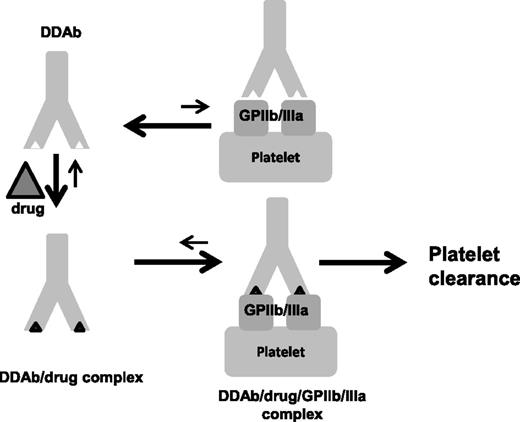 Figure 5. A model for DDAb binding. DDAbs of the type induced by quinine and other drugs are weakly autoreactive with a glycoprotein (in this case GPIIb/IIIa) expressed on platelets but the KA for this interaction is too small to be of clinical consequence. When the drug is present, it binds to antibody CDR and induces a structural change that significantly increases KA. When binding occurs, the drug is trapped at the antibody-antigen interface. Under conditions where bivalent antibody binding is possible, the effective KA is increased by orders of magnitude, leading to accumulation of sufficient antibody on the platelet surface to promote platelet clearance.