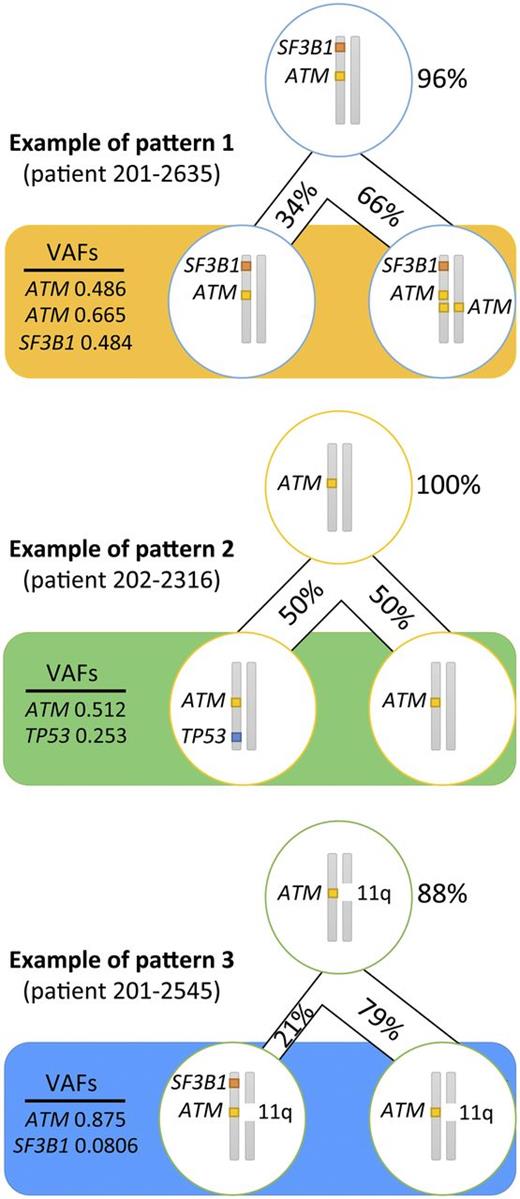 Figure 3. Recurrent patterns of clonal evolution in the multiple-hit profile cluster. Only the loci for TP53, ATM, and SF3B1 are represented. The figures in percentage (%) represent the proportion of cells carrying the mutations. The VAFs represent the frequency of alleles affected by the mutation. The top cell represents the closest common ancestor. The bottom cells represent the cell population when the sample was collected (pretreatment).