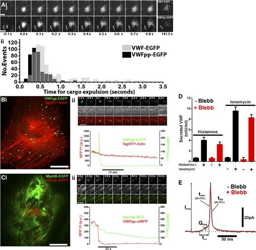 Figure 1. Fast actomyosin-independent VWF expulsion from WPBs during Ca2+-mediated exocytosis. In the absence of flow, secreted VWF concatemers form irregular-shaped patches on the cell surface and disperse slowly into solution. Importantly, the initial expulsion of VWF from WPBs and the subsequent dispersal from the cell surface constitute separate processes. (Ai) Montages of individual WPB exocytotic events taken from live-cell videos of histamine-stimulated human umbilical vein endothelial cells (HUVECs) expressing VWF-EGFP (top) or VWFpp-EGFP (bottom). Images were acquired at 10 frames per second. The first frame in which an increase in EGFP fluorescence due to fusion was detected is set to t = 0 seconds. Bars represent 2 μm. (Aii) Histograms of the pooled times, from t = 0 seconds to expulsion, indicated by formation of irregular patches of cell surface VWF-EGFP (gray bars) or VWFpp-EGFP (black bars) from individual WPBs after stimulation with histamine or ionomycin. For VWF-EGFP, n = 543 fusion events (100 μM histamine, n = 183, 10 cells; 1 µM ionomycin, n = 310, 11 cells); for VWFpp-EGFP, n = 402 fusion events (100 μM histamine, n = 92, 7 cells; 1 μM ionomycin, n = 310, 13 cells). (Bi) Dual-color imaging of a single HUVEC coexpressing VWFpp-EGFP and TagRFP-actin. Bar represents 10 μm. (Bii) Upper: Image montage of a single WPB undergoing exocytosis during ionomycin stimulation; EGFP fluorescence (top), RFP fluorescence (middle), merge image (bottom). Images were acquired at 30 frames per second, and selected frames (times indicated) are shown. Bar represents 2 µm. Lower: Mean fluorescence intensity (FI) within the color-coded regions of interest indicated on the first frame of the upper panel top row, plotted against time. WPB fusion is associated with a sharp increase in EGFP fluorescence due to EGFP-dequenching.8 Note that there was no evidence of RFP-actin accumulation prior to or during WPB exocytosis (n = 136 fusion events, 12 cells). (Ci-ii) Same as for panel Bi-ii, but in HUVECs coexpressing MyoIIB-GFP and VWFpp-mRFP. Note that there was no evidence of MyoIIB-EGFP accumulation prior to or during WPB exocytosis (n = 24 fusion events, 5 cells). Also note that RFP fluorescence is not pH sensitive, and exocytosis, therefore, is marked only by a fall in WPB associated RFP fluorescence. (D) Blebbistatin (Blebb) treatment (25 µM for 20 minutes; red bars) does not alter basal (−), histamine-evoked (100 μM; +), or ionomycin-evoked (1 µM; +) VWF secretion. Plots show data pooled from 3 independent experiments each carried out in triplicate (mean ± standard error of the mean). (E) Examples of individual WPB current spikes recorded by amperometry in control (black) and Blebb-pretreated (red) HUVECs. The kinetics of current spike foot signals and main spike rise times provide information about fusion pore formation and expansion. Mean (± standard error of the mean) pre–foot spike parameters, including foot signal duration (tfoot; control: 13.72 ± 3.31 ms, n = 216, 44 cells; Blebb: 9.85 ± 1.09 ms, n = 256, 50 cells) and total foot signal charge (Qfoot; control: 0.057 ± 0.013 pC; Blebb: 0.0636 ± 0.0147 pC), were no different (Student t test). Mean main spike parameters, including spike rise time (trise; control: 3.22 ± 0.17 ms, n = 317 spikes, 44 cells; Blebb: 3.26 ± 0.15 ms, n = 384 spikes, 50 cells), peak amplitude (Imax; control: 29.14 ± 1.31 pA; Blebb: 27.96 ± 1.11 pA), and spike decay time (tfall; control: 15.08 ± 1.09 ms; Blebb: 13.64 ± 0.84 ms), were not different (Student t test). a.u., arbitrary unit; GFP, green fluorescent protein; RFP, red fluorescent protein.