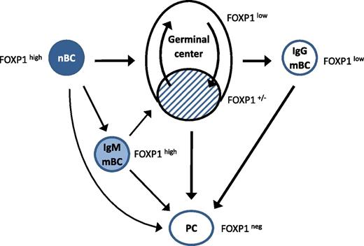 Some of the convoluted pathways of antigen-induced B-cell differentiation. Naïve B cells (nBCs) express high levels of FOXP1. Antigen activation induces formation of germinal centers, extrafollicular plasma cells, and nonswitched memory cells (IgM mBCs) that express intermediate levels of FOXP1. Entry into germinal centers involves loss of FOXP1 expression,2 although some dark zone B cells do express FOXP1 (hatched). IgG-switched memory B cells (IgG mBCs) express lower levels of FOXP1 than nonswitched memory B cells, making them more likely to enter plasma cell differentiation on B-cell receptor stimulation.