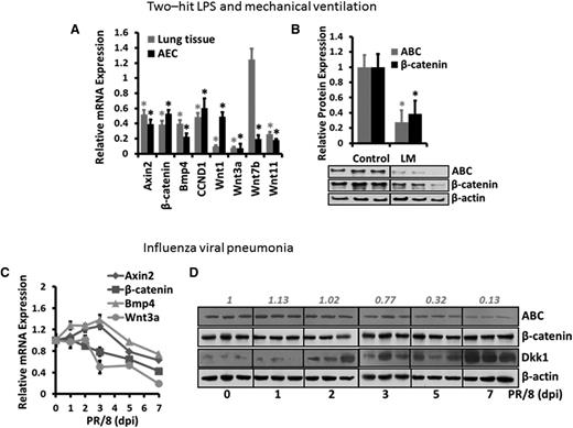 Figure 1. Wnt/β-catenin signaling is inhibited during acute pulmonary inflammation. (A-B) Two-hit LPS and MV model: Mice were treated with LPS and MV (LM) or nonventilated (Control). The mRNA levels (A) of Wnt signaling components in the whole-lung tissues and freshly isolated AECs of LM-treated animals were analyzed by real-time PCR and plotted as a ratio against the control animals, with 18S rRNA as a reference gene. The protein levels (B) of ABC and total β-catenin in the whole-lung tissues of the control and LM-treated animals were determined by western blotting, with β-actin as an internal control. The density of the bands was quantified by ImageJ and normalized to β-actin. The results were expressed as a ratio of the control mice. Data are expressed as the mean ± SEM (n = 5 animals) and statistical significance was determined by Student t test. *P < .05 vs control. (C-D) Influenza viral pneumonia model: Mice were intranasally inoculated with H1N1 influenza A/PR/8/34 virus (250 pfu) and housed for 1 to 7 days (n = 3 per group). The mRNA levels (C) of Wnt signaling components in the whole-lung tissues were measured by real-time PCR and normalized to control animals (without infection) using 18S rRNA as a reference gene. The protein levels (D) of ABC, total β-catenin, and Dkk1 in whole-lung tissue of infected animals were determined by western blotting using β-actin as an internal control. The density of the ABC bands was quantified by ImageJ, normalized to control mice, and labeled on the top. PCR, polymerase chain reaction; rRNA, ribosomal RNA.