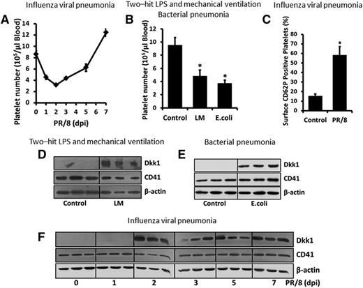 Figure 3. Dkk1 is induced in activated platelets during acute pulmonary inflammation-associated thrombocytopenia. (A-B) The circulating platelet count in H1N1 influenza virus PR/8-infected, LM-challenged, and live bacteria E coli–infected mice. (C) Platelets were isolated from H1N1 influenza virus PR/8-infected mice (2 dpi) and labeled with PE-CD62P and FITC-CD41 (1 μg/mL of each). Surface expression of CD62P (activation marker) was detected by FACS. (D-F) Protein levels of Dkk1 and CD41 (platelet marker) in circulating platelets in LM-challenged, live bacteria E coli–infected, and PR/8-infected mice were measured by western blot with β-actin as a loading control. Data shown are the mean ± SEM (n = 3-8 animals) and statistical significance is tested by the Student t test. *P < .01 vs control mice.