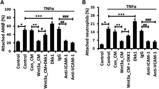 Figure 7. Wnt/β-catenin signaling reduces ICAM-1/VCAM-1–mediated adhesion of alveolar macrophages and neutrophils to AECs. E10 cells were incubated with 50% Con_CM or Wnt3a_CM together with 200 μM Dkk1 for 12 hours and then stimulated with 20 ng/mL TNFα for 24 hours, or E10 cells were incubated with control IgG or blocking mAbs against ICAM-1 or VCAM-1 for 30 minutes and then stimulated with 20 ng/mL TNFα for 24 hours. Next, adhesion of freshly isolated AMϕ or neutrophils to E10 cells was assayed. The values are presented as a percentage of attached AMϕ or neutrophils from 3 independent experiments and are tested for statistical significance by ANOVA analysis followed by the post hoc Tukey test. Data are expressed as the mean ± SEM. *, **, ***, #, ##, and ### represent P < .05.