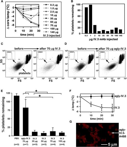 Figure 1. IV.3 induces Fc-mediated anaphylaxis and thrombocytopenia in FCGR2A mice. (A) Dose-dependent reduction in CBT induced by IV injection of mouse IV.3 in FCGR2A mice. (B) Platelet counts of mice after IV injection of IV.3. Animals represented are those of panel A (n = 1 per dose). (C) Representative flow cytometric analysis of CD41+ platelets (oval gate) in FCGR2A mouse whole blood before and 30 minutes after injection of 70 µg of IV.3. Cells in the upper right area are red blood cells (RBCs) and white blood cells (WBCs). Fluorescent beads (1.9 μm, Life Technologies; small boxed population above platelet oval) were used as a size reference and also to ensure consistent volume sampling between specimens. (D) Cytometric platelet count (as in panel C) of representative FCGR2A mouse before and 30 minutes after agly-IV.3 injection (70 μg). (E) Comparison of cytometric platelet counts (mean + SD) in whole blood from PBS, agly-IV.3, and IV.3-injected FCGR2A mice. *Significant difference (P < .05). A Kruskal-Wallis 1-way ANOVA on ranks identified a statistically significant difference (P = .003) in median values among all treatment groups. A t test showed that 70 µg of IV.3 differed significantly from 70 µg of agly-IV.3 (P < .001). A Mann-Whitney rank sum test showed that IV.3 (all mice injected with 35, 50, 70, or 100 µg of IV.3) differed significantly (P < .001) from 70 µg of agly-IV.3. (F) Comparison of body temperature change of mice injected with agly-IV.3 (70 µg/mouse; n = 7) or IV.3 (35 µg each; n = 4). Data in this panel (agly-IV.3 and IV.3) include mice from panel E. The 2 groups (agly-IV.3 vs IV.3) are statistically different based on a repeated measures test (F = 59.1; degrees of freedom = 1,9; P < .001). (G) High-resolution projection image of STED deconvolved microscopy sections (z stack; see supplemental Video) of FCGR2A mouse washed platelets (red) collected 24 hours after injection of 70 µg of agly-IV.3-A488 (green). Microscopic analysis shows agly-IV.3-A488 signal from objects ∼80-200nm in size and located in close physical proximity to platelet actin (labeled with phalloidin-Alexa 555). FS, forward scatter; SS, side scatter.