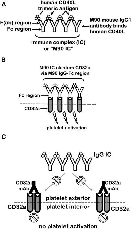 Figure 3. Concept diagram for testing of recombinant CD32a mAbs in FCGR2A mice for protection against IC-mediated shock, thrombocytopenia, and thrombosis. (A) The CD40L antibody, M90, forms ICs with its trimeric ligand, CD40L. (B) The Fc regions of M90 ICs cluster platelet CD32a, causing robust activation. (C) CD32a-blocking mAbs such as IV.3, AT-10, and MDE-8 can prevent an IC from engaging CD32a.