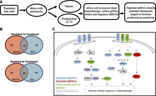 Figure 1. Genome-scale shRNA screen identifies mediators of resistance to prednisolone. (A) Reh cells were transduced with a genome-wide shRNA library and treated for 48 hours with vehicle or prednisolone at a concentration to yield a 75% inhibitory concentration (IC 75). After recovery from chemotherapy treatment, shRNA tags were isolated and quantified by deep sequencing. (B) Venn diagram illustrating the number of genes identified as hits through Bioinformatics for Next-Generation Sequencing (BiNGS), redundancy and fold-change (RFC), or both. (C) Diagrammatic representation of the MAPK pathway genes, with shRNA identified as depleted (blue) or enriched (red) in the shRNA screen. Genes identified by both BiNGS and RFC analyses are indicated by an asterisk. These data were integrated with genes identified to be upregulated by copy number gains (green) or hypomethylated at cytosine guanine dinucleotide promoter regions (purple) at relapse in primary pediatric ALL samples.