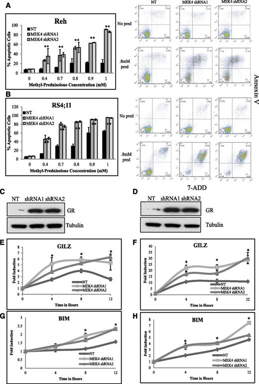 Figure 3. MEK4 knockdown increases prednisolone-induced apoptosis by increasing GR levels. Percentage of apoptotic cells upon prednisolone treatment in control cells compared to MEK4-knockdown Reh (A) and RS4;11 cells (B). Representative scatter plots of annexin V staining (y-axis) and 7-aminoactinomycin D (7-ADD; x-axis) are shown for NT and MEK4-knockdown cells treated with no drug or 0.8 mM of prednisolone (pred) for 24 hours are shown adjacent to the apoptosis bar graphs. Western blot for the GR in control NT and in MEK4-knockdown cell lines Reh (C) and RS4;11 (D). Fold induction of GR target genes GILZ and BIM at 4, 8, and 12 hours after prednisolone exposure in Reh (E,G) and RS4;11 cells (F,H). Mean values of 3 replicate experiments are depicted, with error bars representing standard deviation. *P ≤ .05.