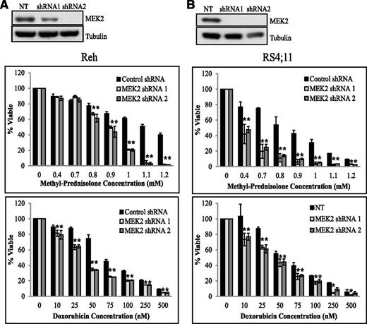 Figure 4. MEK2 knockdown increases sensitivity to chemotherapy. Western blot for MEK2 in the control NT cell line and in the shRNA-expressing Reh (A, top) and RS4;11 cell lines (B, top). NT and MEK2-targeting shRNA Reh (A) and RS4;11 cells (B) were treated with increasing concentrations of prednisolone (middle) or doxorubicin (bottom) for 24 hours. Cell viability was measured by CellTiter-Glo assay. *P ≤ .05. Cell viability assays for MEK4 and MEK2 were performed in the same experiment and compared to the same control NT. The bars for the control NT are the same in this figure as shown in Figure 2. We have separated the graphs for simplicity.