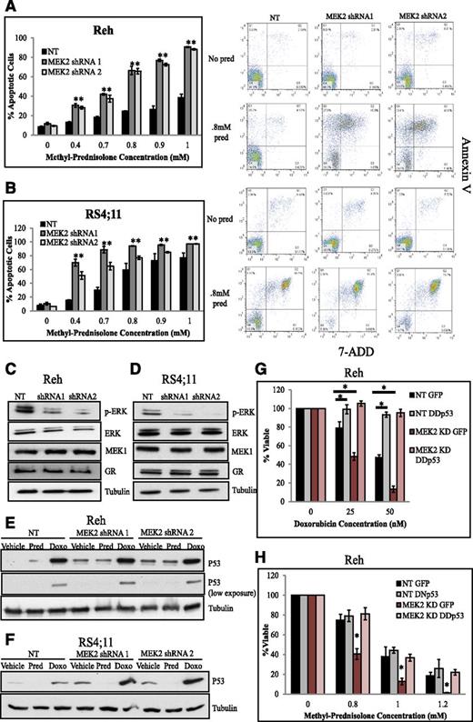 Figure 5. MEK2 knockdown increases chemotherapy-induced apoptosis by decreasing pERK levels and increasing levels of p53. Percentage of apoptotic cells upon prednisolone treatment in control NT cells compared to MEK2 knockdown Reh (A) and RS4;11 cells (B). Representative scatter plots of annexin V staining (y-axis) and 7-aminoactinomycin D (7-ADD; x-axis) are shown for NT and MEK2-knockdown cells treated with no drug or 0.8 mM of prednisolone (pred) for 24 hours are shown adjacent to the apoptosis bar graphs. Western blots for pERK, ERK, MEK1, and GR in control NT and in MEK2-knockdown Reh (C) and RS4;11 cell lines (D). Western blots for p53 in control NT and in MEK2-knockdown Reh (E) and RS4;11 cell lines (F) treated with 0.8 mM prednisolone (pred) or 50 nM doxorubicin (doxo) for 24 hours. Cell viability was measured in Reh control NT cells expressing GFP (NT GFP), NT cells expressing dimerization domain dominant-negative p53 (NT DDp53), MEK2-knockdown lines expressing green fluorescent protein (MEK2 KD GFP), or MEK2-knockdown lines expressing dimerization domain dominant-negative p53 (MEK2 KD DDp53); cells were treated with indicated concentrations of doxorubicin (G) or prednisolone (H) for 24 hours. *P ≤ .05. pERK, phosphorylated ERK.