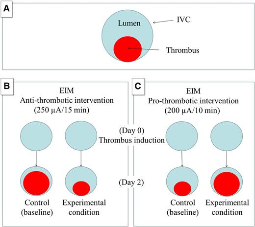 Schematic representation of the animal model of VT (EIM) to study antithrombotic and prothrombotic conditions. (A) IVC (large circle) and the thrombus (small circle). (B) The EIM generates 80% occlusion of the vein wall lumen in control animals by day 2 using 250 µA over 15 minutes. An antithrombotic intervention will reduce the thrombus size at the same time point (experimental condition). (C) The modification introduced by Banno et al (200 µA over 10 minutes) generates a smaller thrombus size in the control animals by day 2, allowing for prothrombotic interventions that will increase the thrombus size at the same time point (experimental condition).