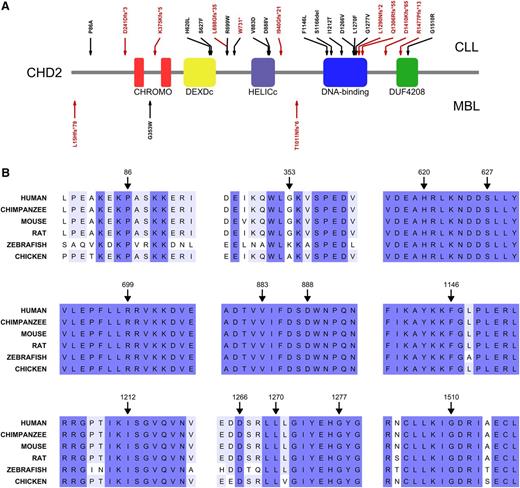 Figure 1. Structural impact of CHD2 mutations in CLL and MBL. (A) Schematic representation of CHD2 structure and distribution of the mutations identified in the cohorts of CLL (n = 456) and MBL (n = 43). Red arrows indicate frameshift mutations, splice site alterations, and premature stop codons; whereas black arrows represent single nucleotide variants (SNVs) and a single residue deletion. CHROMO, chromatin organization modifier domain; DEXDc, Dead-like helicase superfamily; DUF4208, domain of unknown function 4208; HELICc, helicase superfamily c-terminal. (B) Amino acid sequence alignments of the regions surrounding the identified SNVs show the high phylogenetic conservation of the affected residues.