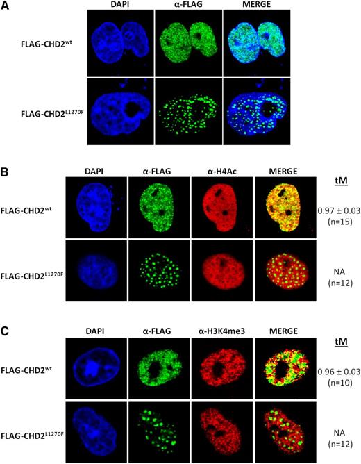 Figure 2. Fluorescence-based confocal imaging analysis of CHD2 mutations in COS-7 cells. (A) Nuclear distribution of CHD2wt and CHD2L1270F. Recombinant CHD2wt shows a finely granulated homogeneous distribution within the cell nucleus, whereas the CHD2L1270F mutation induces a remarkably speckled distribution of the protein in large punctated bodies. (B-C) Association of CHD2wt and CHD2L1270F with active chromatin. CHD2wt shows a strong colocalization with the transcriptionally active chromatin markers H4Ac and H3K4me3. Strong functional impact can be predicted from the complete loss of colocalization of the mutant form CHD2L1270F with the gene-expressing chromatin regions. tM is expressed as mean ± standard deviation. n, number of nuclei analyzed per sample.