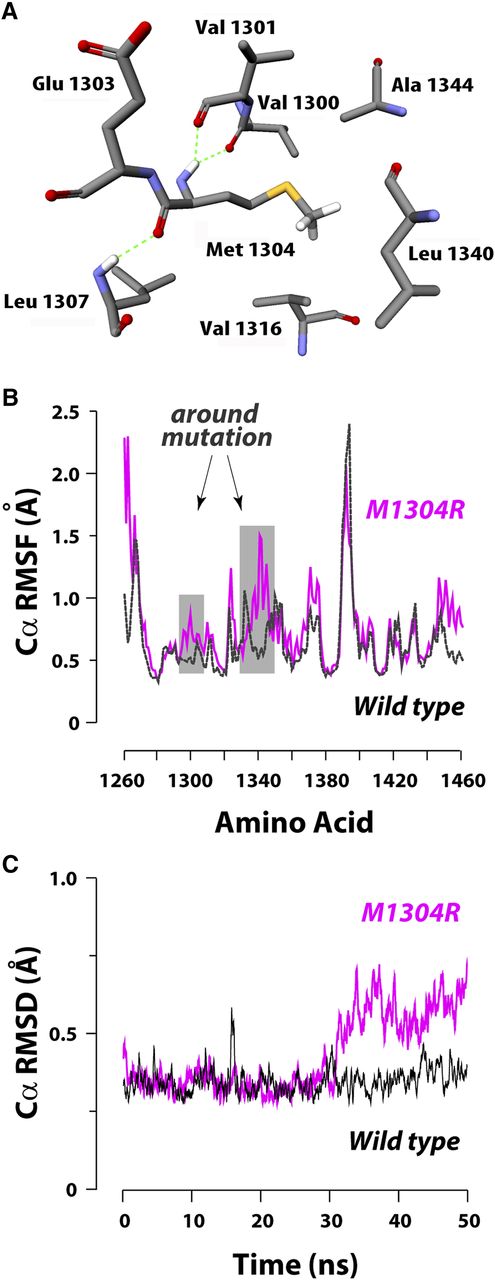 Figure 3. The potential destabilizing effects on the VWF A1 domain caused by the M1304R mutation. (A) Location of Met1304 in the crystal structure of the wild-type A1. The side chain of Met1304 is surrounded by hydrophobic residues in the wild-type VWF A1 structure. (B) Flexibility of the mutant (M1304R) and wild-type A1 structures in MD simulations. Root-mean-square fluctuations (RMSF) of Cα atoms averaged over the last 40 ns of the simulations (total 50 ns) are shown. The Cα of the mutant A1 (magenta-solid line) in the simulations fluctuate more around the mean than Cα of wild-type A1 (black dashed line). The shaded area indicates the residues at or around the mutation site. (C) Time course of backbone deviation of the α-helix that contains residue 1304. RMSDs were monitored over time for the backbone of the α-helix comprising residues 1290 to 1305; mutant (magenta), wild-type (black). The mutant structure deviated more from the initial structure than did the wild-type, represented by increased CαRMSD.