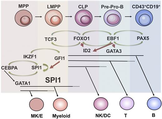 Figure 1. Regulatory networks in early B-cell development. Schematic drawing over regulatory networks involved in B-cell priming, specification, and commitment. Specific stages and loss of lineage potentials are indicated. Green arrows indicate activation of transcription and red repression of transcription. B, B lymphocyte; CLP, common lymphoid progenitor; G/M, granulocyte/monocyte; LMPP, lymphoid-primed multipotent progenitor; Mk/E, megakaryocyte/erythroid; MPP, multipotent progenitor; NK/DC, natural killer/dendritic; T, T lymphocyte.