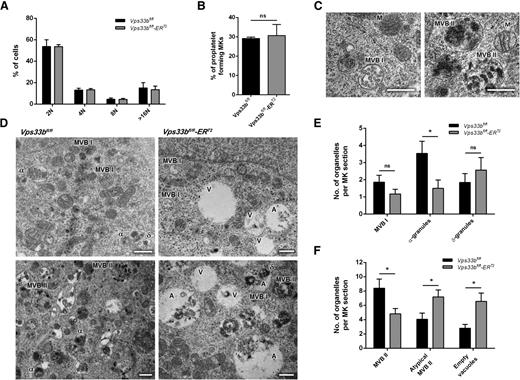 Figure 5. Characterization of Vps33bfl/fl-ERT2 MKs in primary culture. (A) Distribution of Vps33bfl/fl and Vps33bfl/fl-ERT2 BM-derived MKs ploidy after 5 days in culture. The percentage of cells with 2N to 128N ploidy was quantified by propidium iodide staining and flow cytometry (n = 5 mice per genotype). Mean ± SD. (B) Proplatelet formation was unaltered in Vps33bfl/fl-ERT2 MKs (n = 3 mice per genotype). Mean ± SD. (C) Transmission electron micrographs of BM-derived MKs showing representative images of MVB I (left) and MVB II (right) in control MKs. Scale bar, 0.5 μm. (D) Representative transmission electron micrographs of BM-derived MKs. Vps33bfl/fl MKs had normal α- and δ-granules, whereas MBV I and MBV II were also present (left panels). Note the presence of large vacuolar structures in Vps33bfl/fl-ERT2 MKs (right panels). Scale bar, 0.5 μm. (E-F) Quantification of organelles present in MK sections. Number of MVB I, α-, and δ-granules (E), and number of classical and atypical MVB II and vacuoles (F) per MK section. Twenty to 27 MKs imaged per genotype, 4 to 5 fields of view (4.98 × 3.32 μm) per MK taken at a magnification of ×30 000. Mean ± SEM. *P < .05. A, atypical MVB II; α, α-granule; δ, δ-granule; M, mitochondrion; ns, not significant; V, empty vacuole.