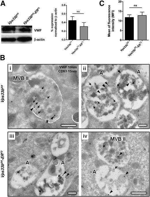 Figure 6. Abnormal trafficking of VWF in Vps33bfl/fl-ERT2 mice. (A) VWF levels were measured in MKs by immunoblot (left panel) and densitometry (right panel) using a rabbit polyclonal antibody anti-VWF (H-300) (1:1000), and a goat anti-rabbit and a goat anti-mouse horseradish peroxidase-conjugate secondary antibody (1:1000). β-Actin was used as a loading control (n = 3 mice per genotype). (B) Immunogold labeling (IEM) using the Tokuyasu method for double labeling of VWF and CD63 (i-iv) in MKs from Vps33bfl/fl and Vps33bfl/fl-ERT2 mice. Black arrowheads, VWF 10 nm gold particles; black arrows, CD63 15 nm gold particles. Scale bar, 250 nm. A total of 15 MKs were imaged per genotype, 4 to 5 fields of view (4.98 × 3.32 μm) per MK taken at a magnification of ×30 000. (C) Fibrinogen uptake in cultured MKs after incubation with 488-fibrinogen for 2 hours. Mean ± SEM. A, atypical MVB II, MFI, mean fluorescence intensity; ns, not significant.