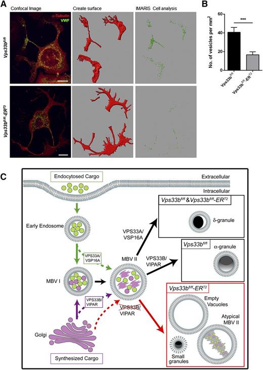 Figure 7. Trafficking of VWF to proplatelet extensions. (A) VWF distribution (green) during proplatelet formation. Tubulin was used to stain the cytoskeleton (red). Confocal immunofluorescence images (left panels) were analyzed with ImarisCell, an analytical tool by Bitplane that quantifies cellular morphology. Different steps in image analysis are shown here (middle and right panels). Scale bar, 30 μm. (B) Quantification of the number of VWF-containing vesicles from confocal immunofluorescence images by the use of ImarisCell. Results are shown as number of vesicles per mm2 of proplatelet area (n = 30 MKs imaged from 3 mice per genotype). Mean ± SEM; ***P < .001. (C) Suggested model for the function of VPS33B homologs in platelet granule biogenesis. Early endosomes are formed by endocytosis of cargo and following maturation they lead to MVB I (green arrows). MVB I communicate with the Golgi apparatus receiving vesicles with newly synthesized cargo (purple arrow). MVB I undergo further maturation to MVB II that may receive additional cargo for sorting (dotted green and purple arrows). VPS33A and its interacting partner VPS16A are required for sorting of proteins from endosomes into maturing MVB II leading to the formation of δ-granules. On the other hand, VPS33B in complex with VIPAR is likely to be responsible for sorting of cargo from the trans-Golgi network to α-granule–destined MVBs and subsequently promoting α-granule formation. VPS33B deficiency results in a defect in trafficking of some cargo proteins to MVB II (dotted red arrow) resulting in abnormal MVB maturation and defective α-granule biogenesis (red arrow). Accumulation of large vacuolar structures and the presence of small granules are characteristics of those MKs. A possible role of VPS33B in the sorting of some δ-granule proteins cannot be ruled out.