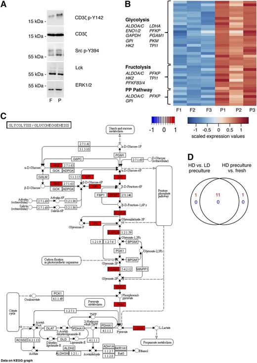Figure 7. HD preculture of PBMCs affects TCR signaling status and metabolism of CD8 T cells. (A) Phosphorylation of proximal TCR signaling components were compared between isolated CD8 T cells from fresh and precultured PBMCs by western blotting. Membranes were probed with antibodies against CD3ζ p-Y142, CD3ζ, Src p-Y394, and Lck. ERK1/2 served as a loading control. (B) Differentially expressed probe sets assigned to the metabolic pathways, glycolysis, fructolysis, and pentose phosphate pathway from a comparison of CD8+CD45R0+ T cells from fresh and HD-precultured PBMCs are shown in a heatmap of scaled expression values. (C) Differentially expressed glycolysis pathway genes of the same experiment are shown in a KEGG pathway map with color-coded log-fold changes. (D) High concordance of changes in glycolysis-related gene expression changes between CD8+CD45R0+ T cells from fresh PBMCs (presented in B-C) and pan T cells from LD precultured PBMCs as shown by Venn diagram display. F, fresh; HD, high density; LD, low density; P, precultured.