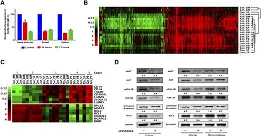 Figure 6. LY2510924 induces gene expression changes in leukemic cells in vivo that are consistent with loss of SDF-1α/CXCR4 signaling. In the OCI-AML3/Luc/GFP xenograft model, engraftment was confirmed in 8 mice on day 40 by proportion of leukemic cells in blood (3.3% ± 1.1%). Groups of these mice were then given daily LY2520924 treatment and euthanized after 24 hours (n = 3 on day 41) or 72 hours (n = 2 on day 43). Control mice receiving no treatment (n = 3) were euthanized on day 42. Leukemic cells were sorted and separated from BM, blood, and spleen by fluorescence-activated cell sorting (FACS) using the specific markers human CD45 and GFP. (A) Samples from each site and treatment time point were also analyzed by FACS with CXCR4 antibody 12G5 as an inverse indicator of CXCR4 occupancy by LY2510924. (B) From genome-wide GEP of 24 samples (3 groups, 3 tissue sites, 2 or 3 mice per group), log2 values of each sample’s genes from the treated mice were subtracted by the average for the corresponding gene in the control BM samples. The heat map shows subtracted values converted to fold-change for genes with an absolute subtracted log2 value of at least 1.5 for at least 6 samples, with samples and genes hierarchically clustered for similarity in variation. The color bar indicates fold-change values, and the dendrogram indicates similarity between samples, which are labeled according to duration of LY2510924 treatment. (C) Selected genes whose expression levels are highly correlated with a score of the presumed relative degree of loss of SDF-1α/CXCR4 signaling, based on non-BM localization and/or LY2510924 treatment and its duration. Score values are shown above sample names, and gene expression values are shown by fold-change from the mean, according to the color bar. The upper positively correlated group of genes is related to myelomonocytic differentiation. The lower negatively correlated genes are involved in differentiation, proliferation, or apoptosis. Values for genes shown twice were detected by different probes. (D) Western blot analysis was performed with leukemic cells sorted and separated from spleen and/or BM by FACS in 2 mice given daily LY2520924 treatment and euthanized after 72 hours compared with 2 control mice. The intensity of the bands was quantified by densitometry and displayed as the ratio of phosphorylated protein to control phospho-protein. GAPDH and β-tubulin was used as a loading control. Results of (A) are expressed as the mean ± SEM. BM, bone marrow; Con, control; PB, peripheral blood; SP, spleen.