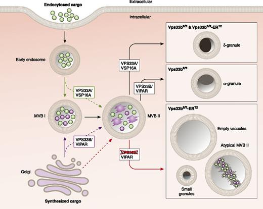 Role of VPS33B in α-granule formation. Proteins are delivered to MVB I through the trans-Golgi network via the synthetic pathway and through the plasma membrane via the endocytotic pathway. VPS33B in complex with VIPAR (VPS16B) mediates maturation of α-granules during the transition from MVB I to MVB II, and potentially during the delivery of cargos directly from the Golgi to MVB II. VPS33A and VSP16A function in dense granule maturation. The figure is adapted from Figure 7C in the article by Bem et al that begins on page 133, by professional illustrator Patrick Lane, ScEYEnce Studios.