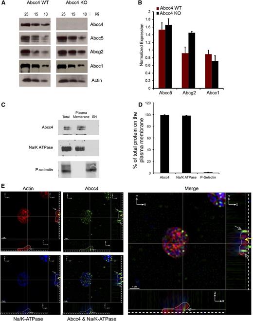 Figure 1. Mouse/ABCC4 expression at the platelet plasma membrane. (A) Immunoblots of whole-platelet lysates, loaded at the indicated concentrations, derived from Abcc4 WT and KO mice probed with Abcc4, Abcg2, Abcc5, Abcc1, and actin antibodies. (B) After densitometry and actin normalization, the amount of each protein was quantified. The error bar represents one standard deviation from n = 3 independent samples. (C) Immunoblot of biotinylated membranes bound with streptavidin beads and intracellular contents (SN) prepared from mouse Abcc4 WT platelets and quantified and plotted as a bar graph. Each experiment was performed 3 times with PRP pooled from 3 to 5 mice for each genotype. (D) Relative amount of plasma membrane ABCC4, Na+/K+-ATPase, and P-selectin was determined by densitometry from multiple individual samples (n = 4) with the error bar indicated. (E) Super resolution structured illumination microscopy (SIM) showing localization of ABCC4 (green), Na+/K+-ATPase (blue), and actin (Red). Two cross-sectional views (XZ and YZ) show ABCC4 localized with Na+/K+-ATPase at the plasma membrane (gray arrows). The dashed white line demarcates the point of platelet coverslip attachment, the white line represents a tracing that outlines the platelet shape (see supplemental Figure 1A), and the yellow arrow represents the intracellular portion of the platelet identified by actin staining. The scale bar corresponds to 1 μm for all 3 views.