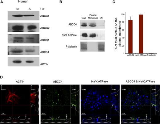 Figure 2. Human ABCC4 is expressed at the plasma membrane. (A) Immunoblots of whole-platelet lysates loaded at the indicated concentrations, derived from healthy human donor and probed with ABCC4, ABCG2, ABCB1, ABCC1, and actin antibodies. (B) A representative immunoblot of biotinylated plasma membrane bound to streptavidin beads and the intracellular contents (SN) prepared from human platelets probed with human ABCC4, Na/K ATPase, and P-selectin antibodies. (C) After densitometry and normalization by total the amount in each fraction was expressed as a proportion of total. (D) The proportion of ABCC4, Na+/K+-ATPase, and P-selectin was quantified by densitometry and plotted as a bar graph. Each experiment was performed at least 3 times with the error bar representing one standard error of the mean. (D) Super resolution using structured illumination microscopy (SIM) to localize proteins stained with antibodies to human ABCC4 (green), Na+/K+-ATPase (blue), and actin (red). Two cross-sectional views (XZ and YZ) show plasma membrane localized ABCC4 (gray arrows). The dashed white line represents the junction where the platelet attaches to the coverslip, whereas the white line traces the outline of the platelet shape, and the yellow arrow represents the intracellular portion of the platelet defined by actin staining and devoid of ABCC4 staining. The scale bar corresponds to 1 μm for all 3 views.