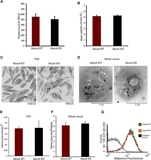 Figure 3. Abcc4 WT and KO platelets have similar morphology. There is no difference in Abcc4 WT and KO platelet count (A) and volume (B) as determined from the complete blood count of blood. (C) Transmission electron micrographs of fixed Abcc4 WT and KO platelets. The arrow identifies the dense granules. (D) Whole-mount electron micrographs of Abcc4 WT and KO platelets with arrows (black arrowhead and red stem) indicating the dense-granules. (E) Quantification of the number of dense-granules (represented as per μm2) from the fixed platelets using transmission electron microscopy. (F) The number of dense-granules per platelet from unfixed whole-mount EMs of Abcc4 WT and KO represented as dense-granule per platelet. (G) A representative experiment of mepacrine accumulation measured by flow cytometry in Abcc4 WT and KO platelets (n = 3). Platelet count and volume data were derived from 10 to 12 mice per group and repeated twice. Transmission electron microscopy was performed with pooled platelets from 3 mice in each group. The quantification is acquired from 10 platelets. The bars in each figure represent 1 standard deviation.