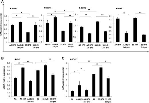Figure 3. Hypoxia/reoxygenation stress (H/R) downregulates osteoblastogenesis, induces osteoclastogenesis, upregulates peroxiredoxin-2, anti-oxidant system. Zoledronic acid plays a preventing role in H/R-induced molecular bone expression. Runx2, Sparc, RankL, and Rank (A), IL-6 (B), and Prx2 (C) mRNA fold change in healthy (AA) and sickle cell (SS) mice exposed to H/R stress without and with Zol treatment before (pre-Zol). The fold change for each gene expression was obtained by using 2 different housekeeping genes (Gapdh and β-Actin). Data are shown as mean ± SD (n = 6); *P < .05; **P < .005.