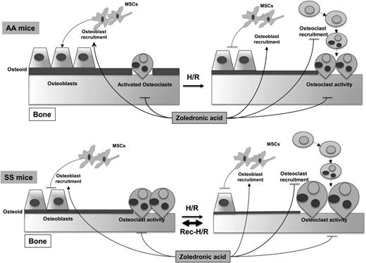 Figure 6. Schematic diagram of development of sickle cell bone disease (SBD) in mice. SCD mice display increased osteoclast activity and reduced osteoblastogenesis, resulting in reduced osteoid formation compared with healthy mice. H/R stress depresses osteoblastogenesis and increases osteoclast activity and osteoclastogenesis, promoting bone impairment. Recurrent H/R stresses further worsen the imbalance between osteoblastogenesis and osteoclastogenesis/osteoclast activity, resulting in bone loss and severe bone impairment. Zoledronic acid (Zol) blocks osteoclast activity and osteoclastogenesis and is associated with increased osteoblast recruitment and osteoblastogenesis, preventing the development of SBD. AA, healthy mice; H/R, hypoxia reoxygenation stress; MSCs, mesenchymal stem cells; SS, sickle cell disease.