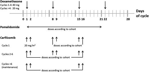Figure 1. Treatment scheme.