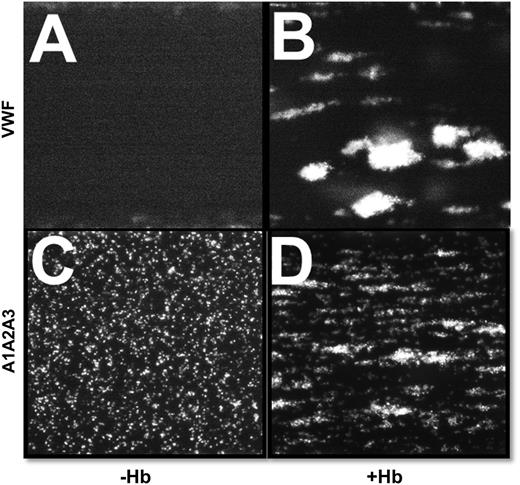 Figure 2. Free Hb enhances the interaction between platelet GPIbα and purified plasma VWF at high shear stress. (A,C) Citrated whole blood with buffer or (B,D) purified human HbA (500 mg/dL) was perfused over a surface coated with purified plasma VWF or wild-type A1A2A3 protein at high shear stress (60 dyne/cm2). A magnification of ×10 was used for VWF, whereas ×20 was used for A1A2A3 protein. Platelets from blood containing free Hb were quickly arrested and capable of forming stable microthrombi.