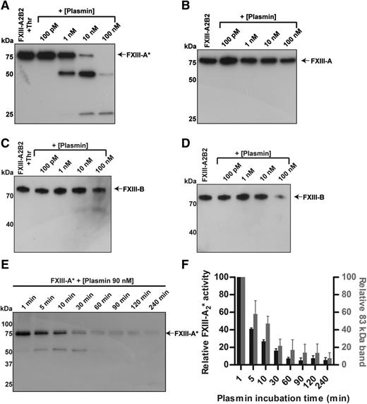 Figure 1. FXIII-A2* is cleaved and inactivated by plasmin. FXIII (100 nM), with or without prior activation by thrombin (400 nM), was mixed with varying concentrations of plasmin (100 pM to 100 nM) for 3 hours, and analyzed by western blot against FXIII A and B subunits. (A) Blot against the A subunit of pFXIII-A2*, with thrombin activation. (B) Blot against the A subunit of pFXIII-A2B2. (C) Blot against the B subunit of pFXIII-A2*, with thrombin activation. (D) Blot against the B subunit of pFXIII-A2B2. (E) Time course of cleavage of FXIII-A2* by plasmin (90 nM). (F) Transglutaminase activity (left axis) of FXIII-A2* after incubation with plasmin (90 nM) and the relative amount of intact FXIII-A2* (right axis), determined by quantifying the intensity of the band at 83 kDa. FXIII-A* was calculated as a percentage of total signal in the lane using densitometry. The error bars represent standard error of the mean (SEM). n = 3 for all experiments. Thr, thrombin.