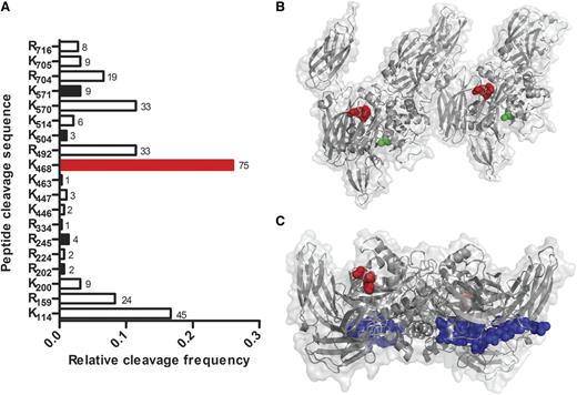 Figure 2. Plasmin cleaves FXIII-A2* at multiple sites. (A) FXIII-A2* cleavage sites were identified by matrix-assisted laser desorption ionization time-of-flight (MALDI/TOF) mass spectrometry after purified FXIIIa (10 μM) was incubated with plasmin (2.7 μM) for 2 hours. Surface-exposed sites are represented with black bars, and the primary cleavage site with a red bar. The frequency of detection of cut sites is indicated beside the respective bars (n = 2). (B) A reported structure of FXIII-A2*,14 showing the surface-exposed K468-Q469 cleavage site (red) and the catalytic cysteine (green). The distance between the cleavage site and the catalytic cysteine is 18 Å. (C) A reported structure of FXIII-A2,13 showing K468-Q469 (red) and the activation peptide (blue).