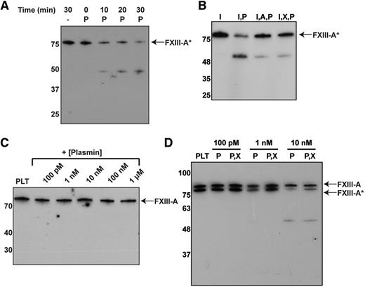 Figure 4. Plasmin degrades plasma- and platelet-derived FXIII-A*. Western blots against the FXIII A subunit. (A) Endogenous FXIII-A2* from human plasma after adding plasmin (3 µM) for various times. (B) FXIII-A2* from plasma with plasmin (3 µM) and α2-antiplasmin (5 µM) or TXA (7.5 mM). (C-D) Endogenous FXIII-A2/FXIII-A2* from platelets (PLT), 1 hour (C) and 16 hours (D) after exposure to thrombin, and incubating with various concentrations of plasmin. Samples contain combinations of Innovin (I), plasmin (P), α2-antiplasmin (A), and TXA (X). n = 3 for all experiments.