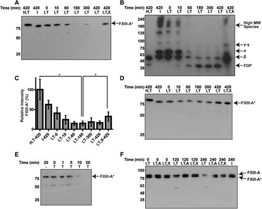 Figure 5. Endogenous plasminogen is activated by tPA to degrade endogenous FXIIIa. Plasma was analyzed by western blot against FXIII-A, after addition of tPA and TXA. (A-B) Time-dependent degradation of endogenous (A) FXIII-A2* and (B) fibrin(ogen) in normal plasma. (C) The relative amount of intact FXIII-A* from panel A using densitometry, calculated as a percentage of total signal in the lane. *P < .05. (D) Time course for plasminogen-deficient plasma. (E) Time-dependent degradation of FXIIIa in fibrinogen-deficient plasma after adding tPA. (F) Degradation of endogenous FXIII-A2*, but not FXIII-A2, in whole-blood clots with tPA. Samples contain combinations of hirudin (H), Innovin (I), tPA (2 µM) (T), TXA (7.5 mM) (X), and α2-antiplasmin (4 µM) (A). n = 3 for all experiments. FDP, fibrin degradation products; MW, molecular weight.