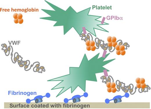 Under the high shear stress conditions characteristic of mechanical circulatory support devices, free Hb binds to VWF and increases the affinity of the VWF multimers for the GPIb receptor on the surface of platelets. This interaction allows a massive binding of platelets to surfaces coated with fibrinogen or VWF. Because free Hb levels are elevated in the blood of patients with mechanical circulatory support devices as a result of hemodynamic perturbations, the interaction between free Hb and VWF may contribute to the development of thrombi by boosting platelet binding and aggregation at the surface of the circulatory support device that is coated with adsorbed fibrinogen. Illustration by Sart-Bernard Studios.