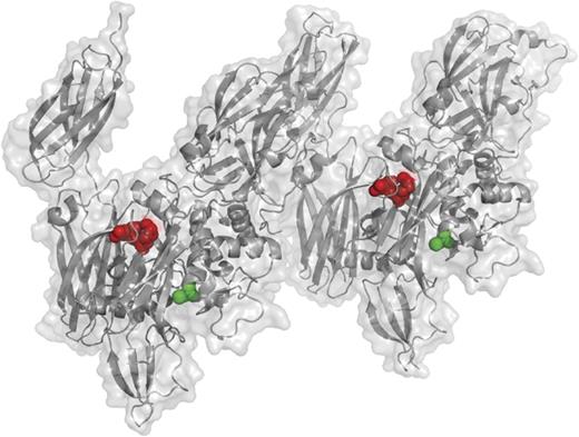 This projection, based on a previously solved structure of the activated FXIIIa A2 dimer,8 shows the K468-Q469 plasmin cleavage site in red and its proximity to the active-site cysteine in green. This site is cleaved only in activated FXIIIa, not FXIII zymogen, and this cleavage event inactivates FXIIIa. See Figure 2B in the article by Hur et al that begins on page 2329.